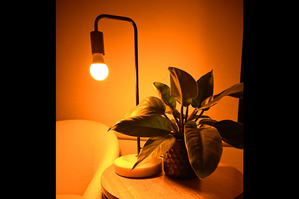 Full Spectrum Light Bulb - Image 4